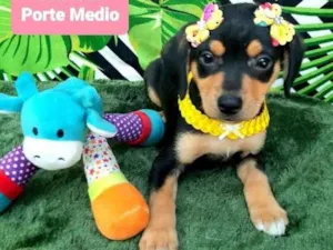 Cachorro raça Srd idade 2 a 6 meses nome Bette