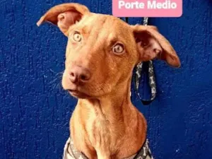 Cachorro raça Srd idade 2 a 6 meses nome Hooper