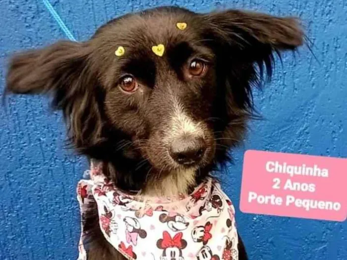 Cachorro raça Srd idade 2 anos nome Chiquinha