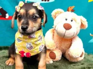 Cachorro raça Srd idade 2 a 6 meses nome Purpura