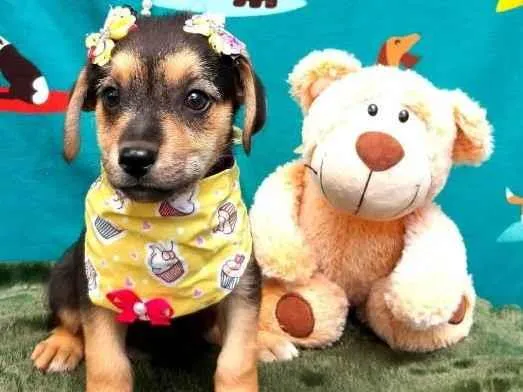 Cachorro raça Srd idade 2 a 6 meses nome Purpura