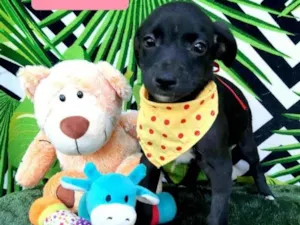 Cachorro raça Srd idade 2 a 6 meses nome Black