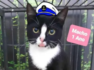 Gato raça Srd idade 1 ano nome Jack