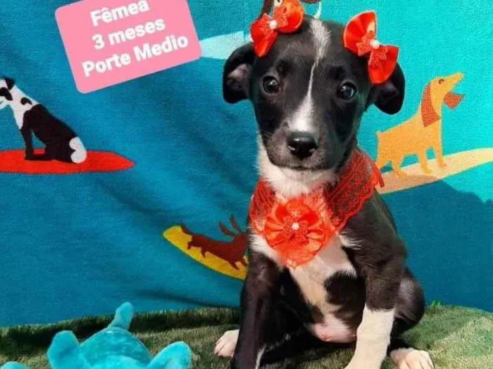 Cachorro raça Srd idade 2 a 6 meses nome Lola