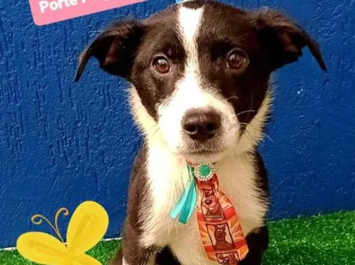 Cachorro raça Srd idade 7 a 11 meses nome Spike