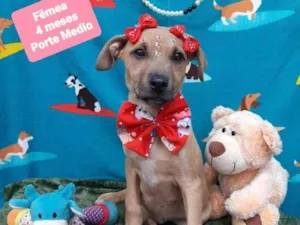 Cachorro raça Srd idade 2 a 6 meses nome Cibele