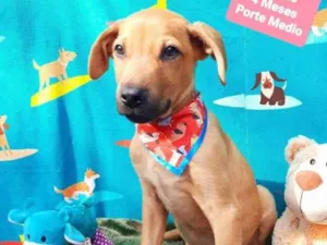Cachorro raça Srd idade 2 a 6 meses nome Thor
