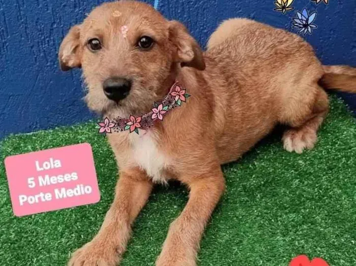 Cachorro raça Srd idade 2 a 6 meses nome Lola