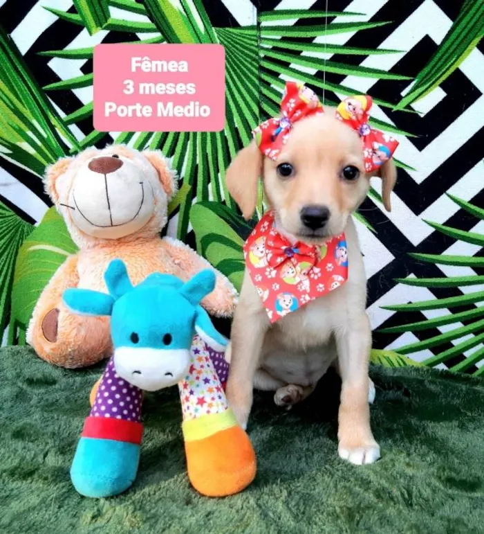 Cachorro raça Srd idade 2 a 6 meses nome Sol