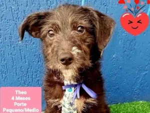 Cachorro raça Srd idade 2 a 6 meses nome Theo