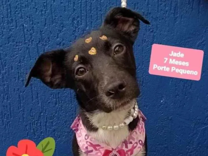 Cachorro raça Srd idade 7 a 11 meses nome Jade