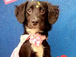 Cachorro raça Srd idade 2 a 6 meses nome Belinha