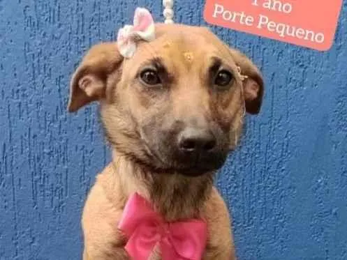 Cachorro raça Srd idade 1 ano nome Liz