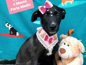 Cachorro raça Srd idade 2 a 6 meses nome Layla