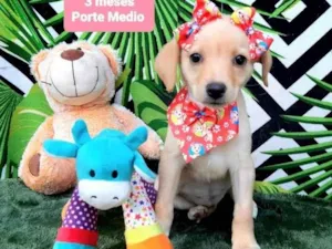 Cachorro raça Srd idade 2 a 6 meses nome Sol