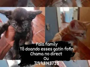 Gato raça Vira Lata  idade 7 a 11 meses nome Nebula