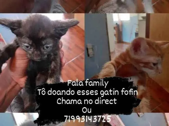 Gato ra a Vira Lata  idade 7 a 11 meses nome Nebula