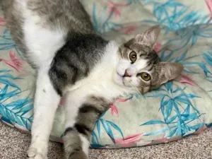Gato raça Srd idade 2 a 6 meses nome Mac