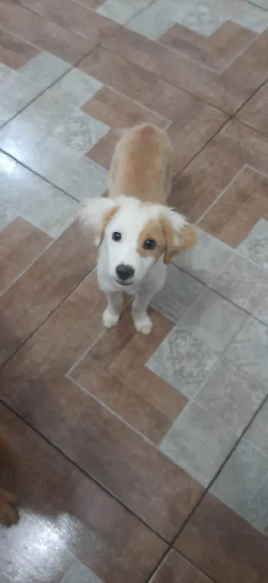 Cachorro raça SRD idade 2 a 6 meses nome Aladin