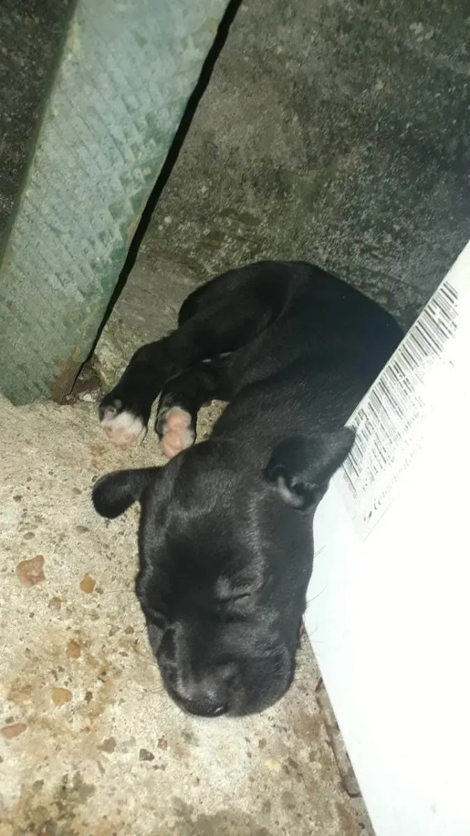 Cachorro ra a SRD idade Abaixo de 2 meses nome Fofa