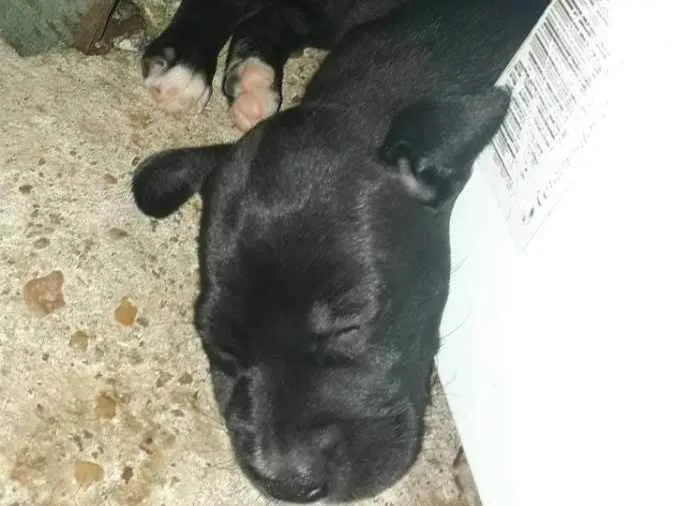 Cachorro ra a SRD idade Abaixo de 2 meses nome Fofa