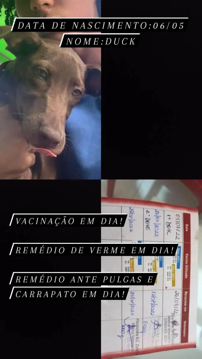 Cachorro raça SRD idade 2 a 6 meses nome Duck