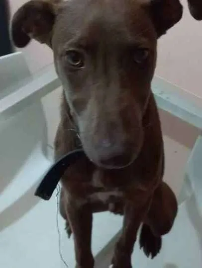 Cachorro raça SRD idade 2 a 6 meses nome Duck
