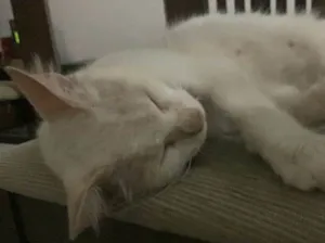 Gato raça Nao sei  idade 1 ano nome nao tem 