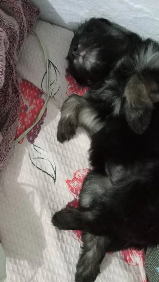 Cachorro ra a Não sei  idade 2 a 6 meses nome Não tem novo 