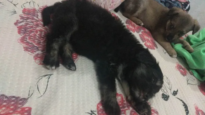 Cachorro ra a Não sei  idade 2 a 6 meses nome Não tem novo 