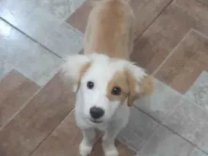 Cachorro raça SRD idade 2 a 6 meses nome Aladin