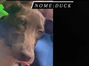Cachorro raça SRD idade 2 a 6 meses nome Duck