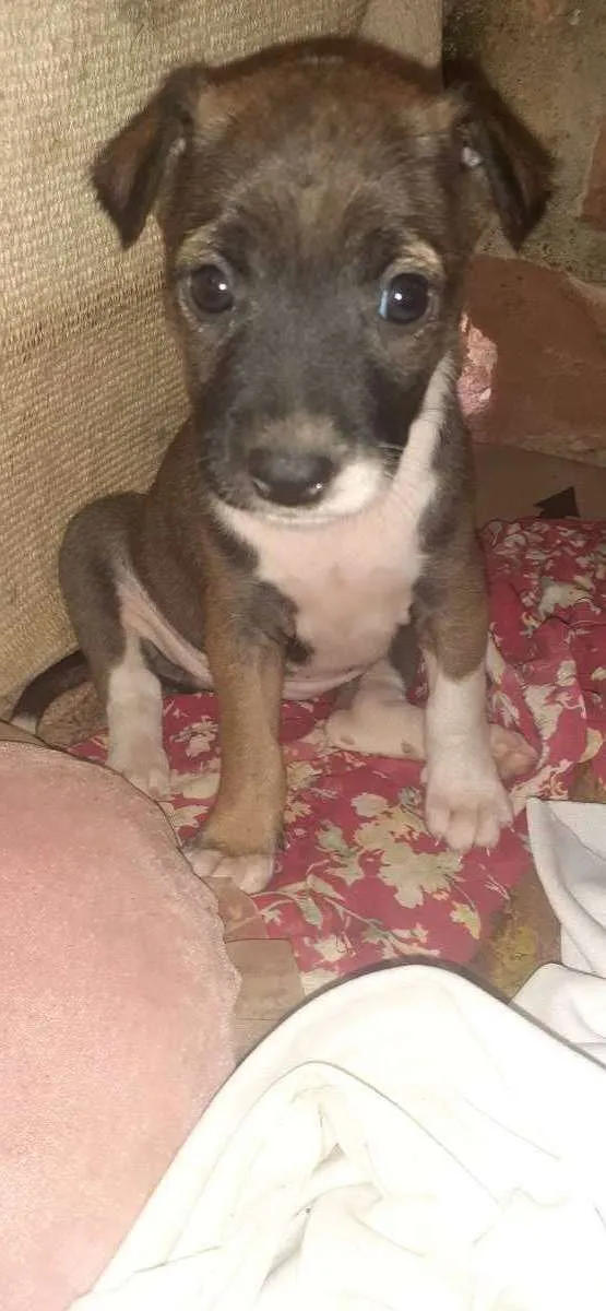 Cachorro ra a Indefinida idade Abaixo de 2 meses nome Akira 