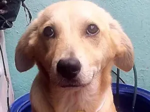 Cachorro raça  idade 7 a 11 meses nome Thiago