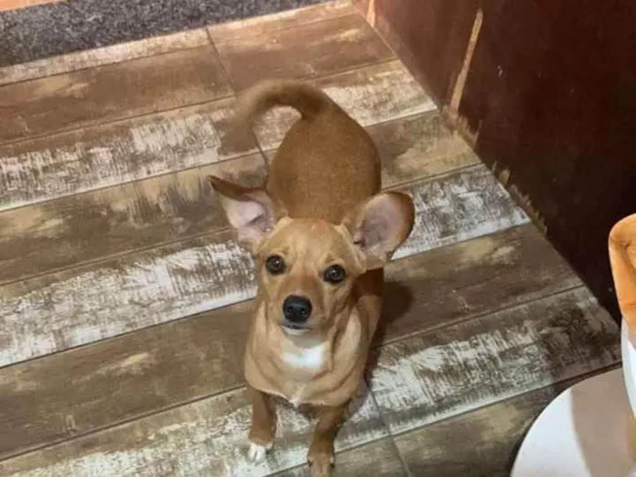 Cachorro ra a Vira-lata idade 2 a 6 meses nome Pipoca