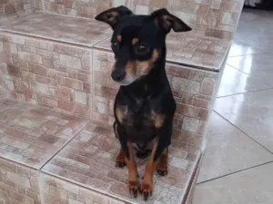 Cachorro raça Pincher  idade 3 anos nome Trovão 