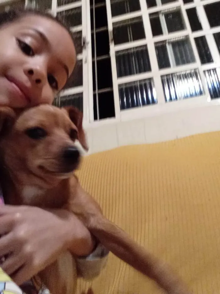 Cachorro ra a Vira-lata idade 2 a 6 meses nome Pipoca