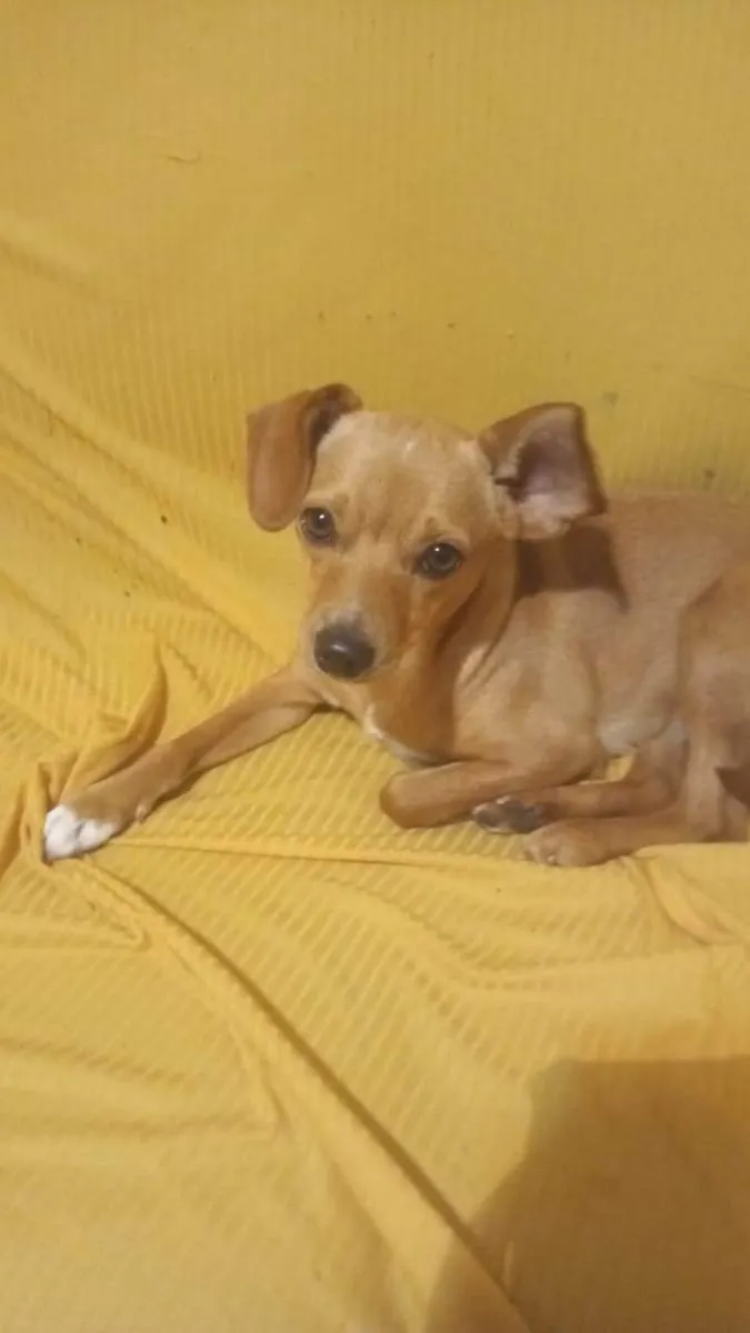 Cachorro ra a Vira-lata idade 2 a 6 meses nome Pipoca