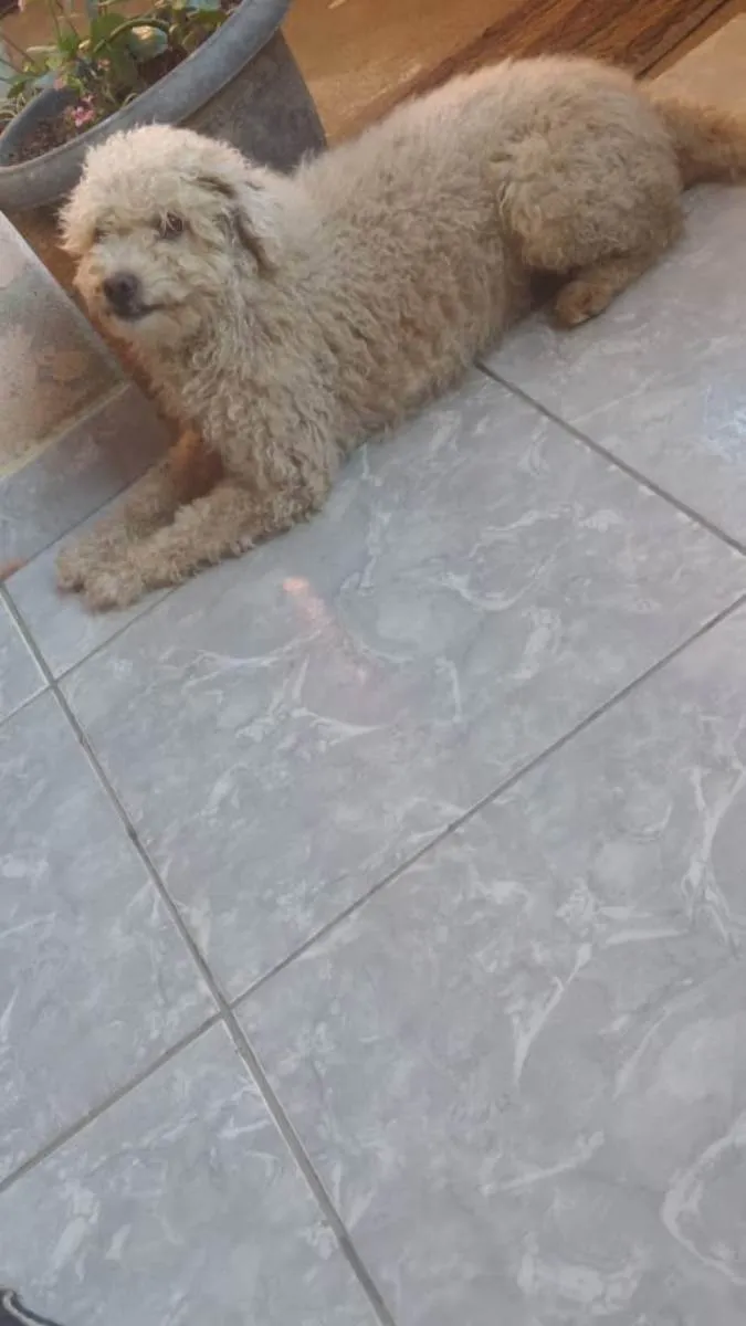 Cachorro ra a não sei  idade 2 anos nome Pipoca