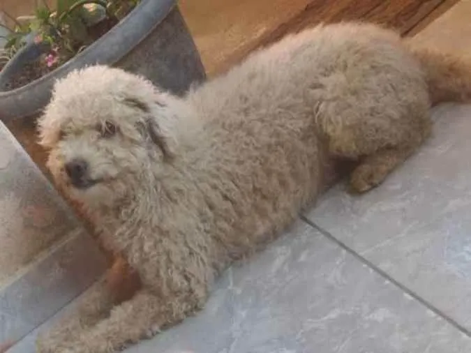 Cachorro ra a não sei  idade 2 anos nome Pipoca