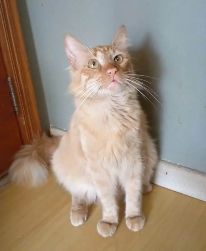Gato ra a srd bicolor idade 2 anos nome BEN