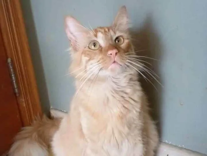 Gato ra a srd bicolor idade 2 anos nome BEN