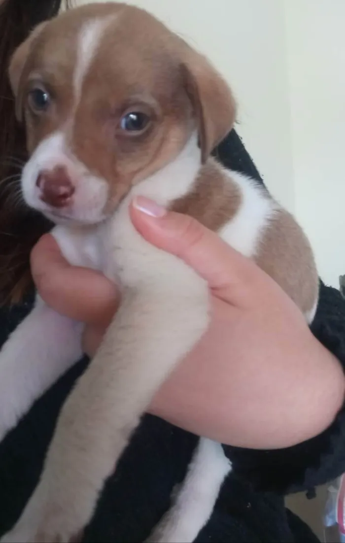 Cachorro raça Vira lata idade Abaixo de 2 meses nome Pitoco