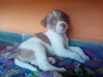 Pitoco
