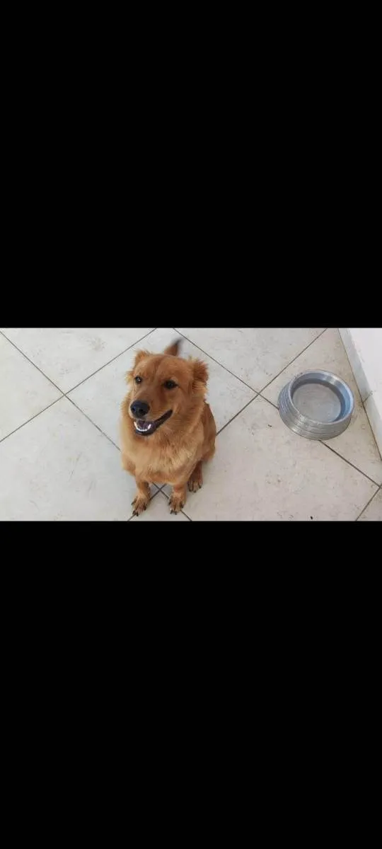 Cachorro raça Chow chow misturado  idade 7 a 11 meses nome Capitão 