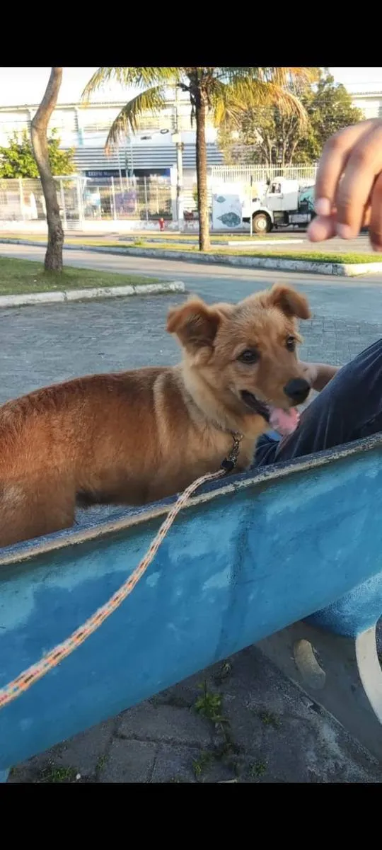 Cachorro raça Chow chow misturado  idade 7 a 11 meses nome Capitão 