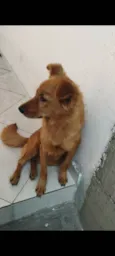 Capitão 