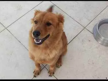 Cachorro raça Chow chow misturado  idade 7 a 11 meses nome Capitão 