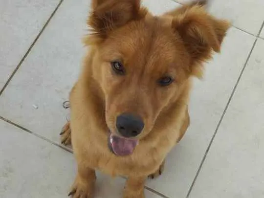Cachorro raça Chow chow misturado  idade 7 a 11 meses nome Capitão 
