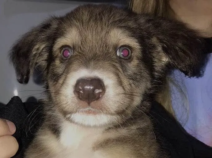 Cachorro raça SRD  idade 2 a 6 meses nome Sem Nome